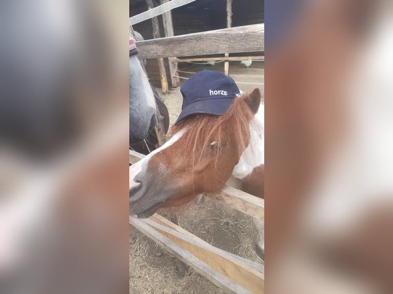 Mini Shetland Pony Merrie 7 Jaar 75 cm Gevlekt-paard in Nagyhalász