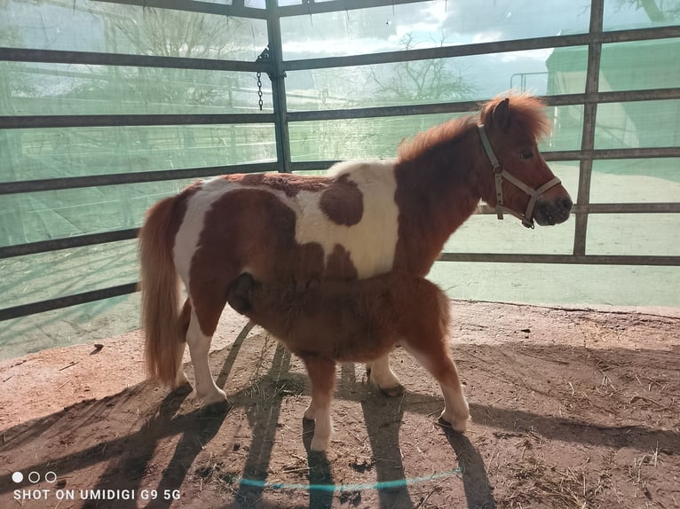 Mini Shetland Pony Merrie 7 Jaar 80 cm Gevlekt-paard in Unterschneidheim
