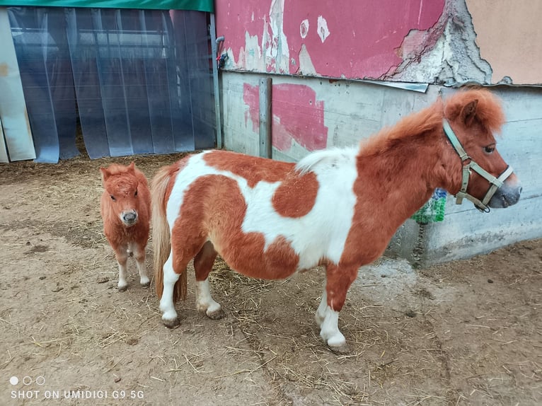 Mini Shetland Pony Merrie 7 Jaar 80 cm Gevlekt-paard in Unterschneidheim