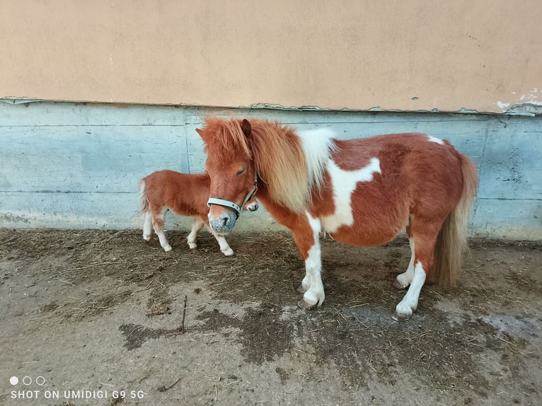 Mini Shetland Pony Merrie 7 Jaar 80 cm Gevlekt-paard in Unterschneidheim