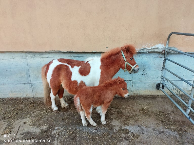 Mini Shetland Pony Merrie 7 Jaar 80 cm Gevlekt-paard in Unterschneidheim