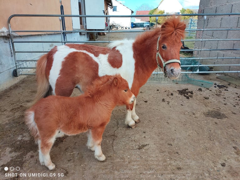 Mini Shetland Pony Merrie 7 Jaar 80 cm Gevlekt-paard in Unterschneidheim
