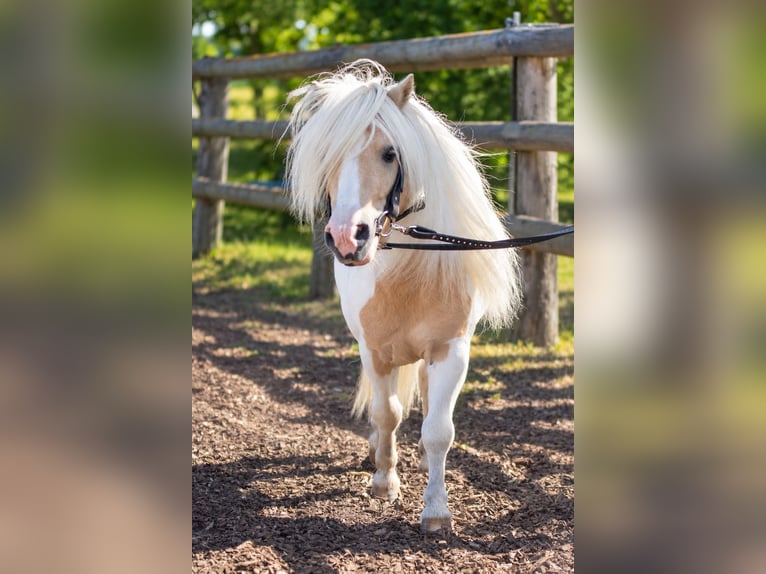 Mini Shetland Pony Merrie 7 Jaar 84 cm Gevlekt-paard in Kottmar