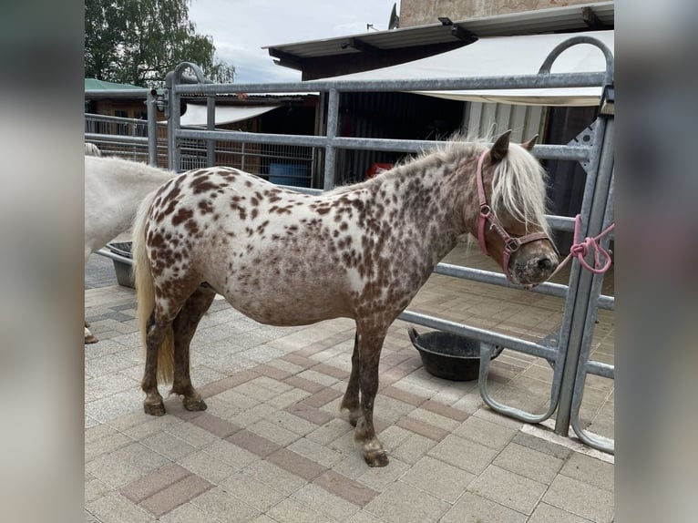 Mini Shetland Pony Merrie 7 Jaar 85 cm Appaloosa in Michelau in Oberfranken