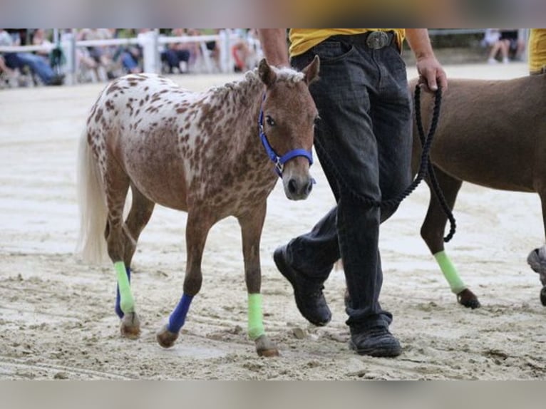 Mini Shetland Pony Merrie 7 Jaar 85 cm Appaloosa in Michelau in Oberfranken