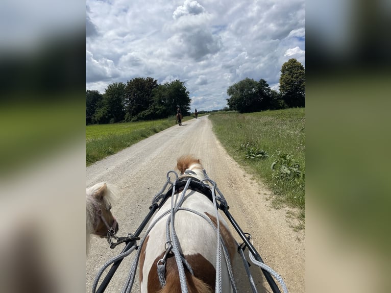 Mini Shetland Pony Merrie 7 Jaar 85 cm Gevlekt-paard in Mötzing