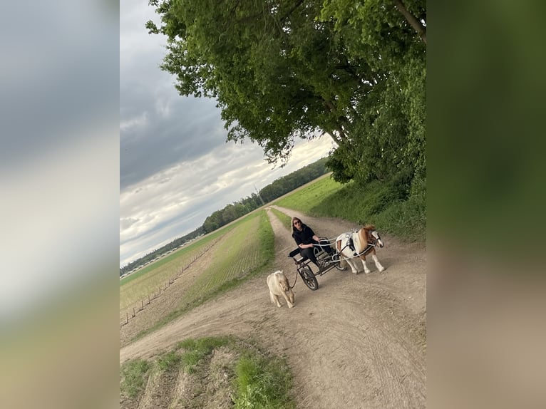 Mini Shetland Pony Merrie 7 Jaar 85 cm Gevlekt-paard in Mötzing