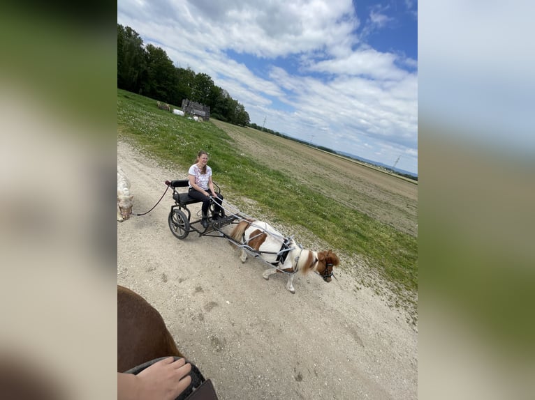 Mini Shetland Pony Merrie 7 Jaar 85 cm Gevlekt-paard in Mötzing