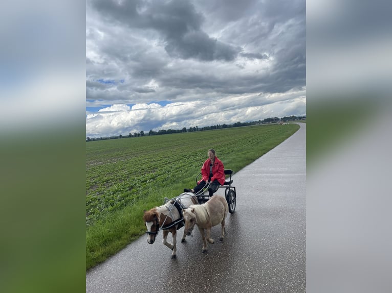 Mini Shetland Pony Merrie 7 Jaar 85 cm Gevlekt-paard in Mötzing