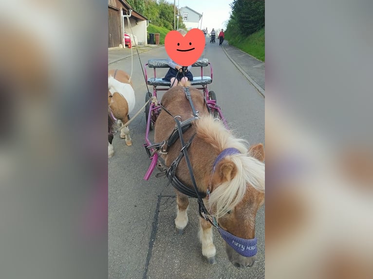 Mini Shetland Pony Merrie 7 Jaar Gevlekt-paard in Hüfingen
