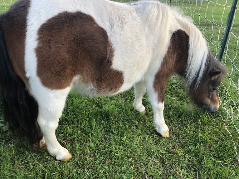 Mini Shetland Pony Merrie 8 Jaar 80 cm Gevlekt-paard in Unterneukirchen