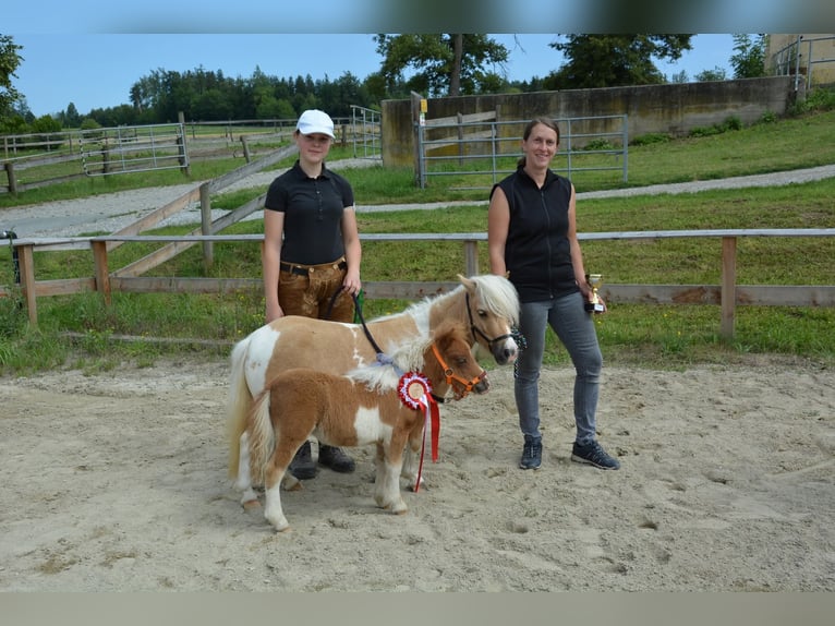 Mini Shetland Pony Merrie 8 Jaar 83 cm Gevlekt-paard in Bodendorf