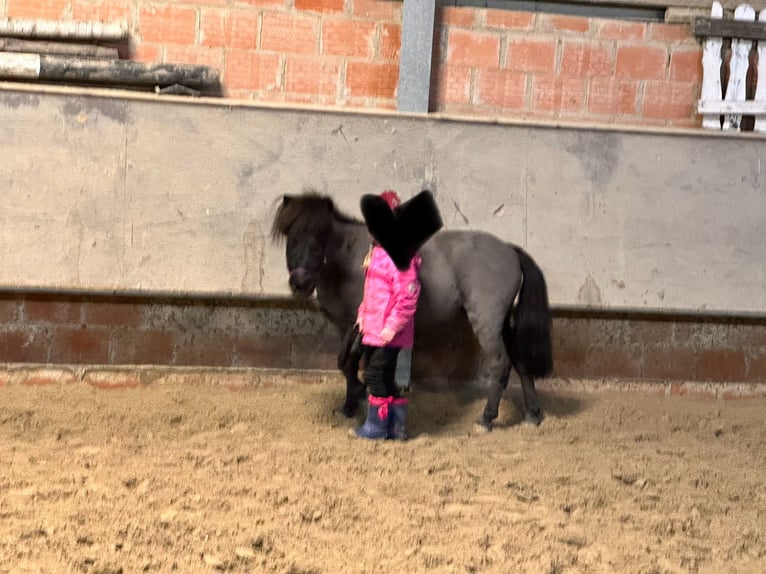 Mini Shetland Pony Merrie 8 Jaar 85 cm Zwart in Stolberg (Rheinland)
