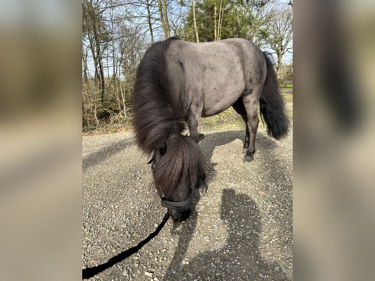Mini Shetland Pony Merrie 8 Jaar 85 cm Zwart in Stolberg (Rheinland)