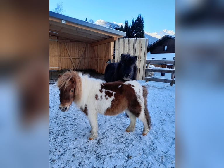 Mini Shetland Pony Mix Merrie 8 Jaar 89 cm Gevlekt-paard in Tobadill