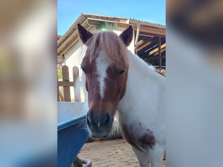 Mini Shetland Pony Merrie 8 Jaar in Wetzlar
