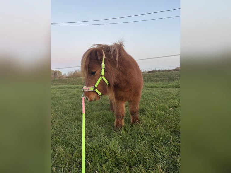 Mini Shetland Pony Merrie 8 Jaar Vos in Gotha