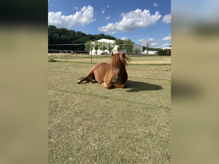Mini Shetland Pony Merrie 8 Jaar Vos in Gotha