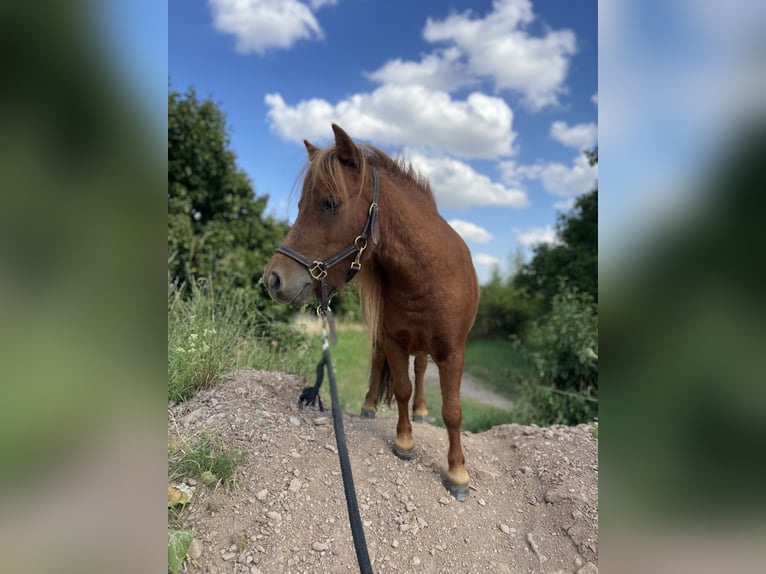 Mini Shetland Pony Merrie 8 Jaar Vos in Gotha