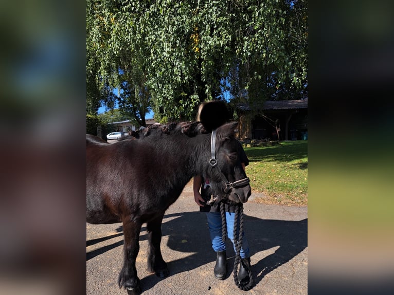 Mini Shetland Pony Merrie 8 Jaar Zwart in Fuldatal