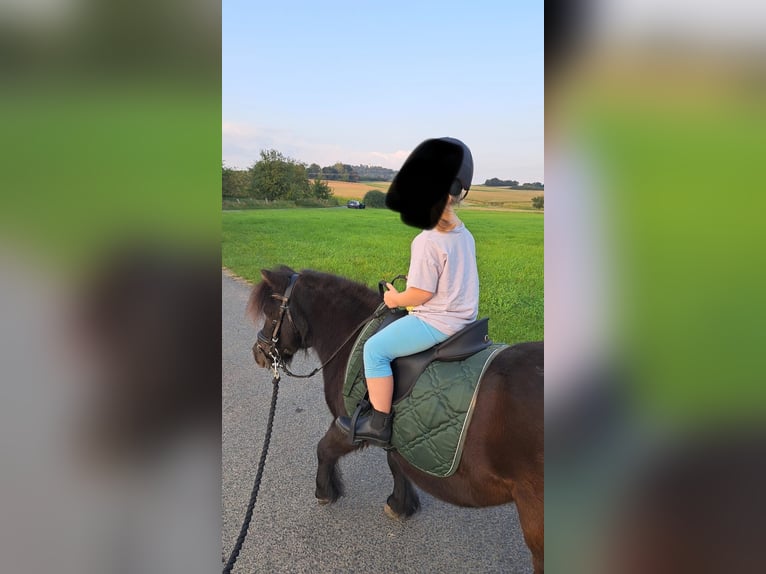 Mini Shetland Pony Merrie 8 Jaar Zwart in Fuldatal