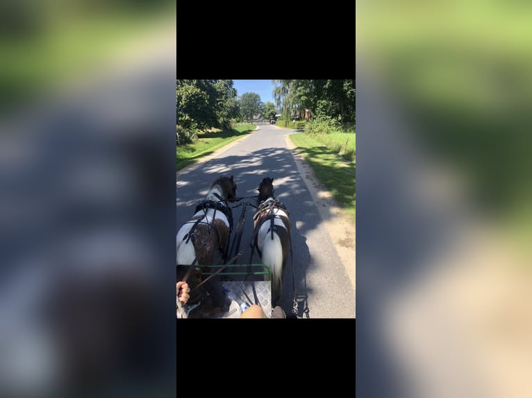 Mini Shetland Pony Merrie 9 Jaar 82 cm Gevlekt-paard in Heiden