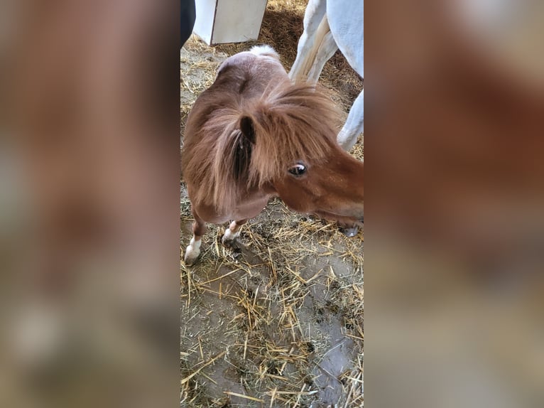 Mini Shetland Pony Merrie 9 Jaar 85 cm Gevlekt-paard in Waldkirch