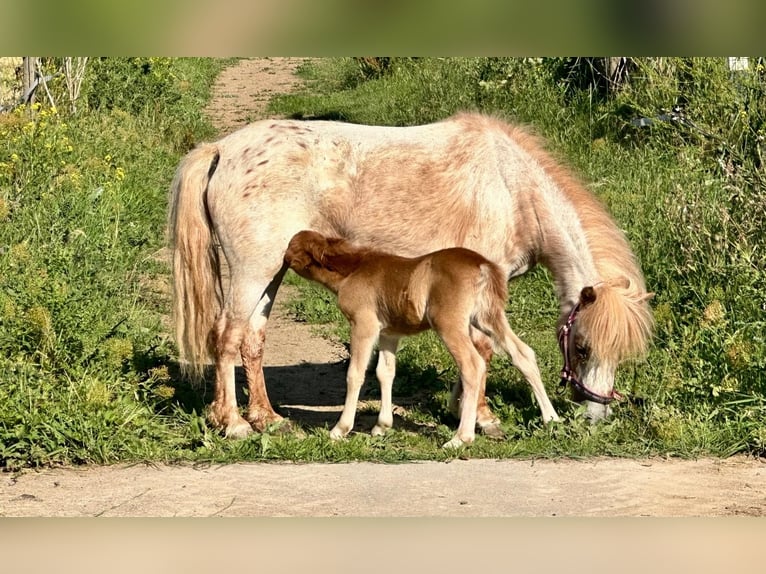 Mini Shetland Pony Merrie Veulen (06/2025) 80 cm Vos in Gau Bickelheim