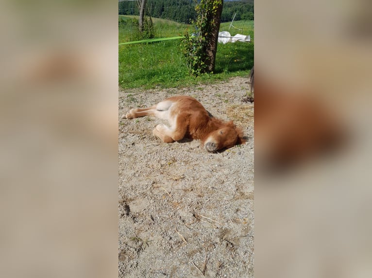 Mini Shetland Pony Merrie Veulen (05/2025) 83 cm Bruin in Tann