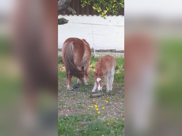 Mini Shetland Pony Merrie Veulen (05/2025) 83 cm Bruin in Tann