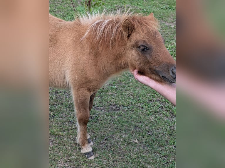 Mini Shetland Pony Merrie Veulen (04/2025) 84 cm Falbe in Alsdorf