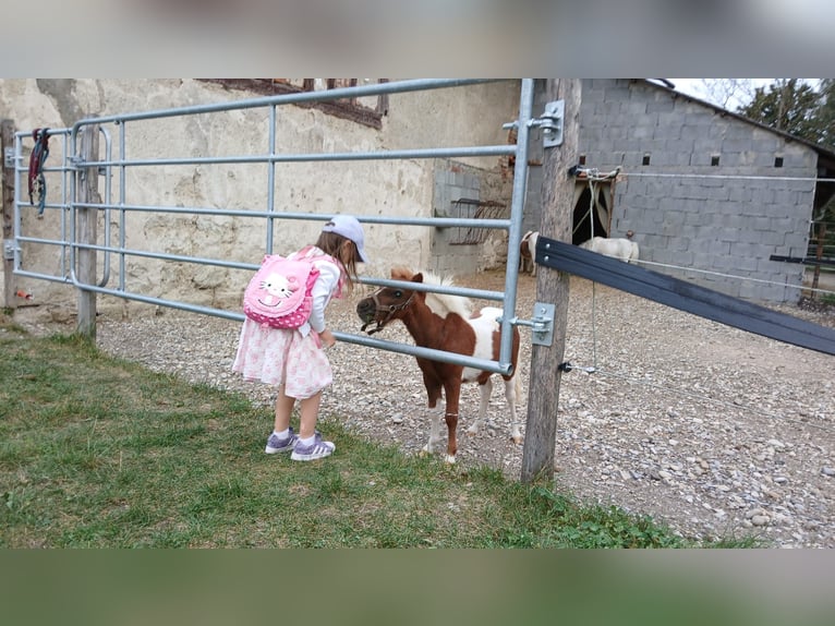 Mini Shetland Pony Merrie veulen (01/2024) 90 cm Gevlekt-paard in Mietingen