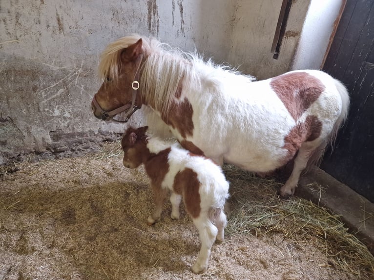 Mini Shetland Pony Merrie veulen (01/2024) 90 cm Gevlekt-paard in Mietingen