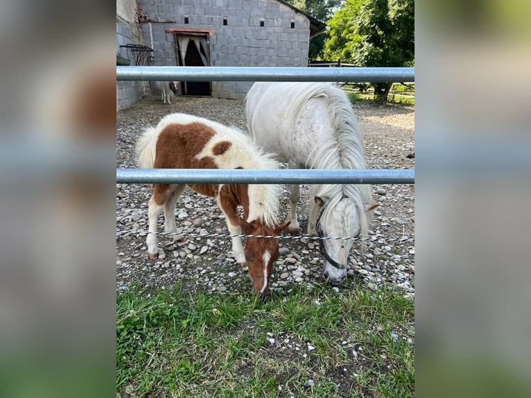 Mini Shetland Pony Merrie veulen (01/2024) 90 cm Gevlekt-paard in Mietingen