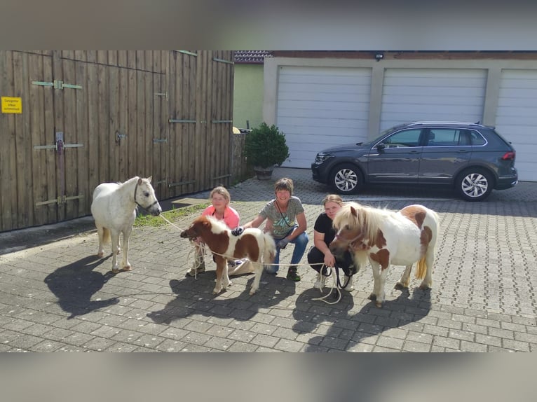 Mini Shetland Pony Merrie veulen (01/2024) 90 cm Gevlekt-paard in Mietingen