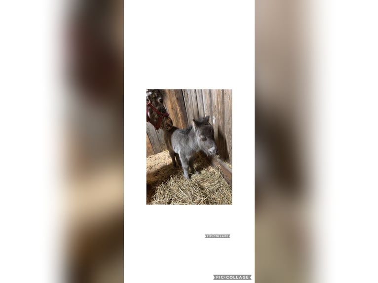 Mini Shetland Pony Merrie Veulen (03/2025) in Steyregg