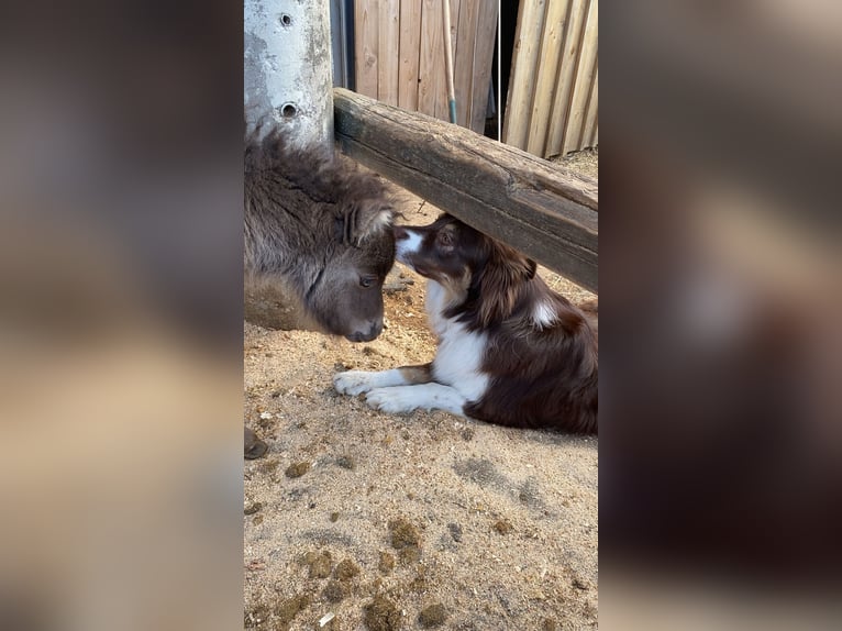 Mini Shetland Pony Merrie Veulen (03/2025) in Steyregg