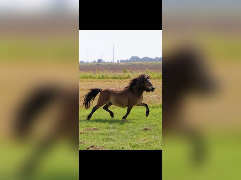 Mini Shetland Pony Ruin 10 Jaar 75 cm Bruin in Sommerland