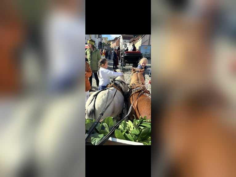 Mini Shetland Pony Ruin 10 Jaar in Grafenau