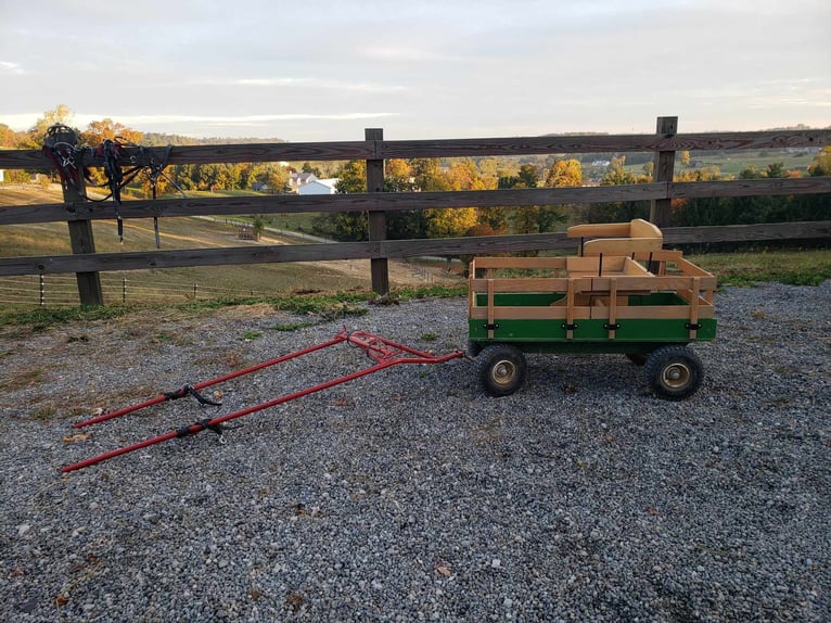 Mini Shetland Pony Ruin 11 Jaar 94 cm Zwart in Millersburg OH