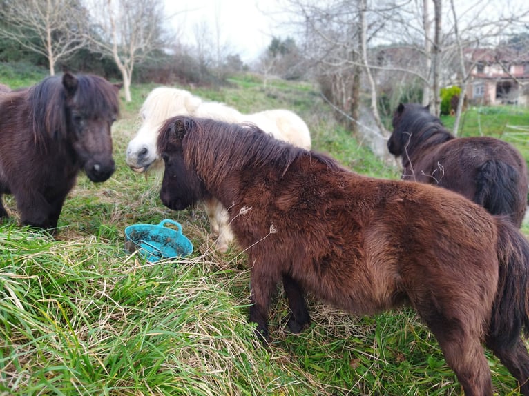 Mini Shetland Pony Mix Ruin 13 Jaar 100 cm in Arana