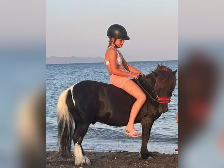 Mini Shetland Pony Mix Ruin 13 Jaar 105 cm Zwart in Carnoules