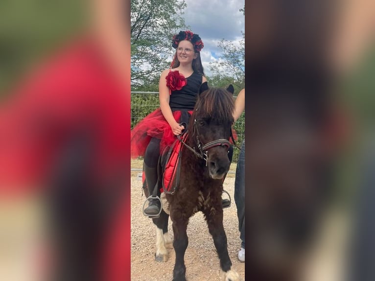 Mini Shetland Pony Mix Ruin 13 Jaar 105 cm Zwart in Carnoules