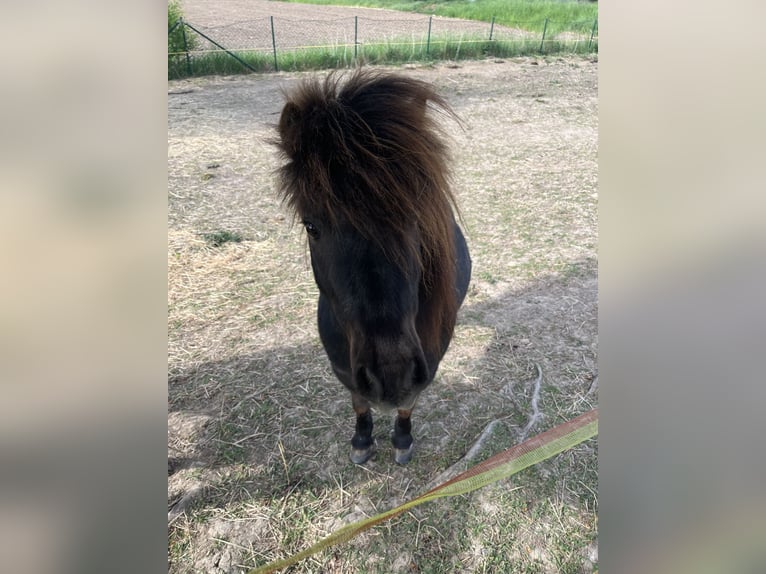 Mini Shetland Pony Ruin 13 Jaar 90 cm Bruin in DasselDassel