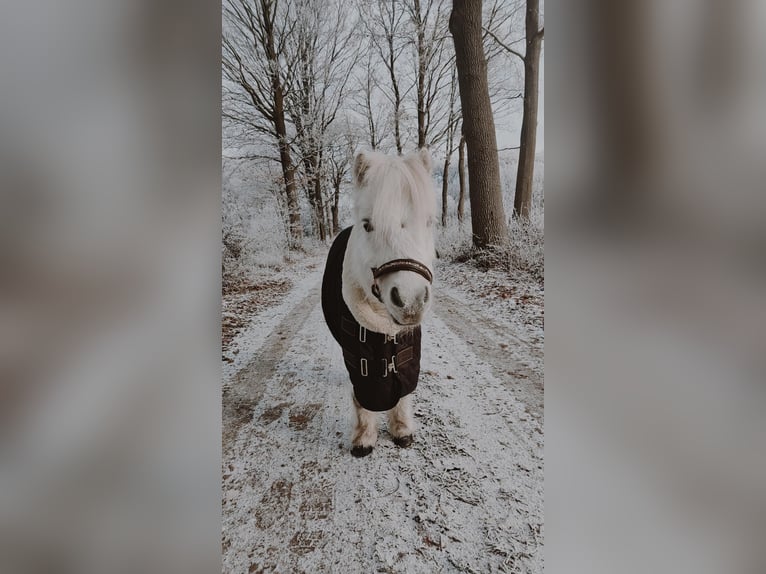 Mini Shetland Pony Ruin 14 Jaar 85 cm Schimmel in Maasbüll