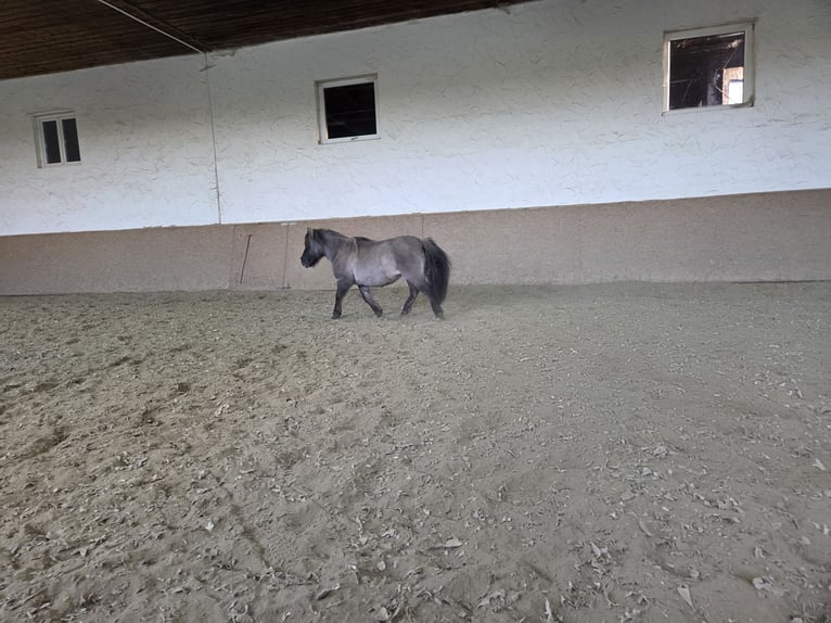 Mini Shetland Pony Ruin 14 Jaar 95 cm Grullo in Neuhausen ob Eck