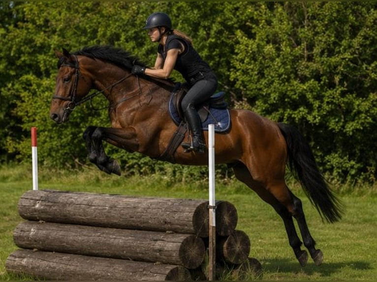 Mini Shetland Pony Ruin 16 Jaar 75 cm Bruin in Sommerland