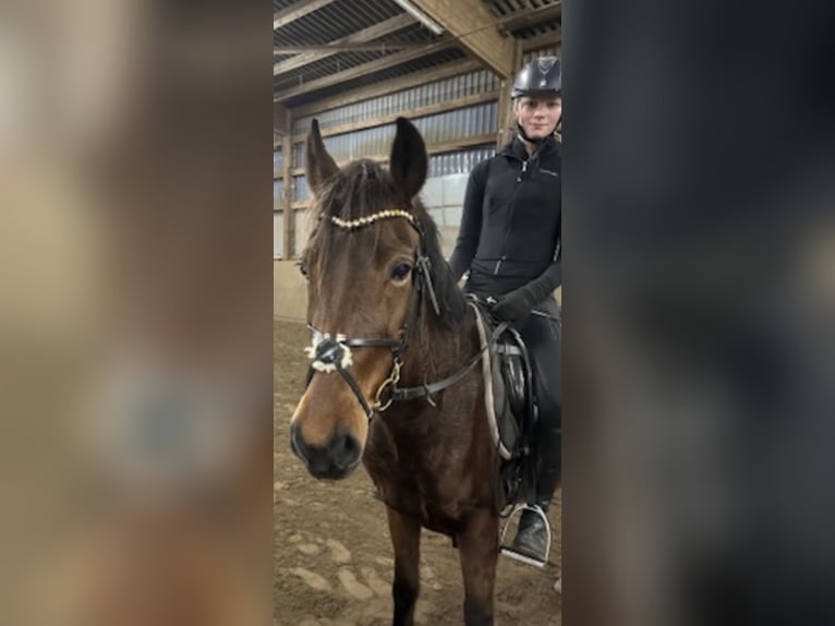 Mini Shetland Pony Ruin 16 Jaar 75 cm Bruin in Sommerland