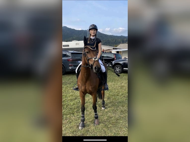 Mini Shetland Pony Ruin 16 Jaar 75 cm Bruin in Sommerland
