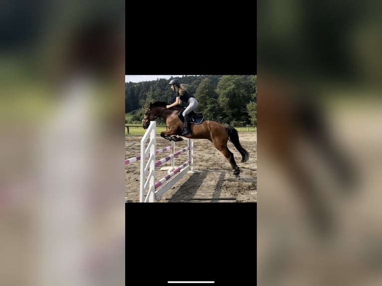 Mini Shetland Pony Ruin 16 Jaar 75 cm Bruin in Sommerland
